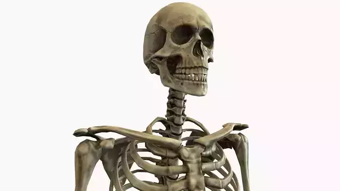 Anatomical Human Skeleton Low-poly 3D model