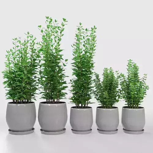 Kitchen Plant Campana Grey Planters