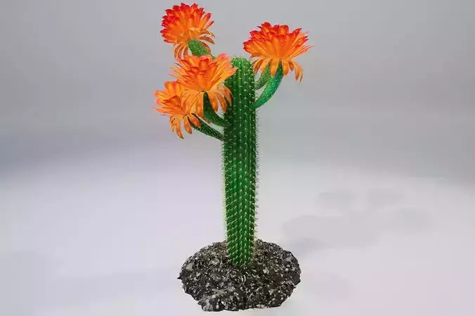 Cactus GF