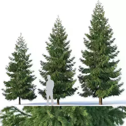 Spruce Nr 3  Three sizes H430-650cm - Modular branches 3D model