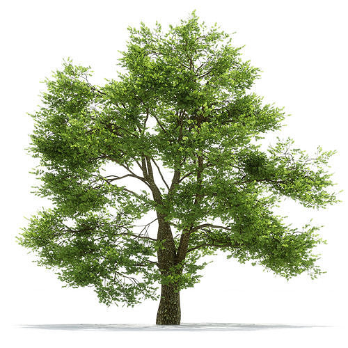 Oak tree 3D model