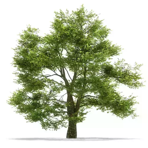 Oak tree 3D model