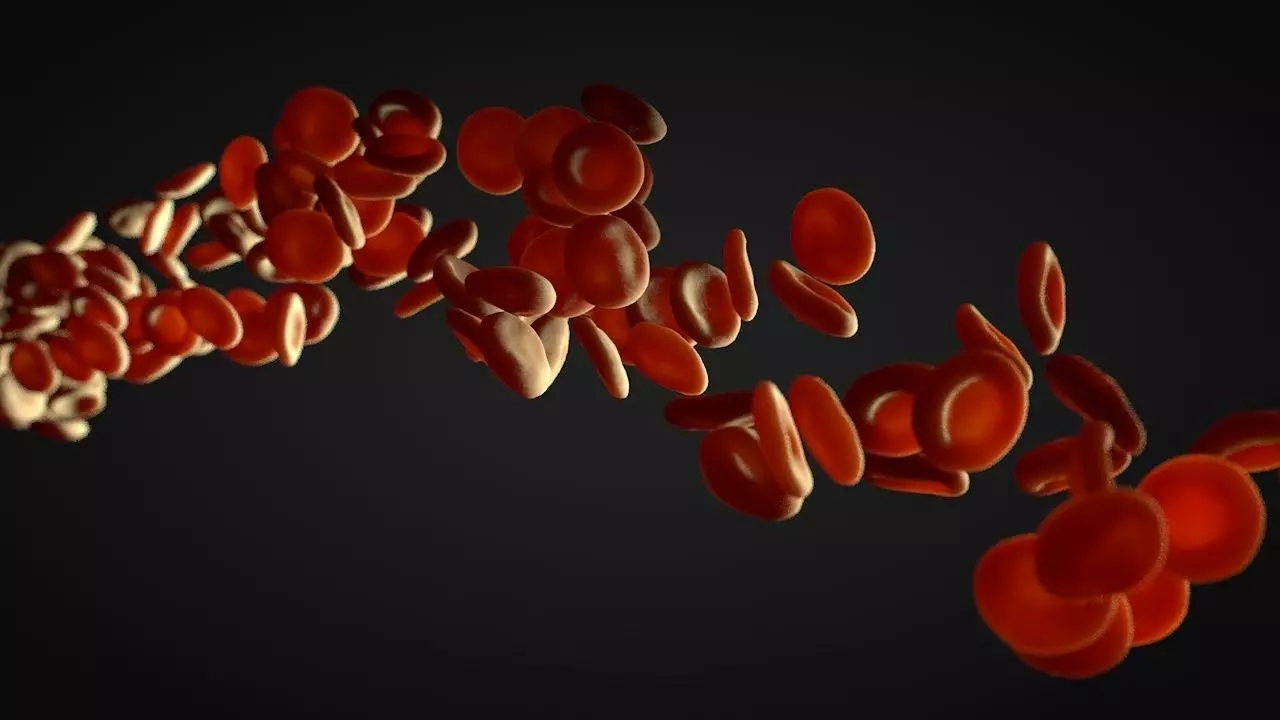 red blood cells flow 3D model