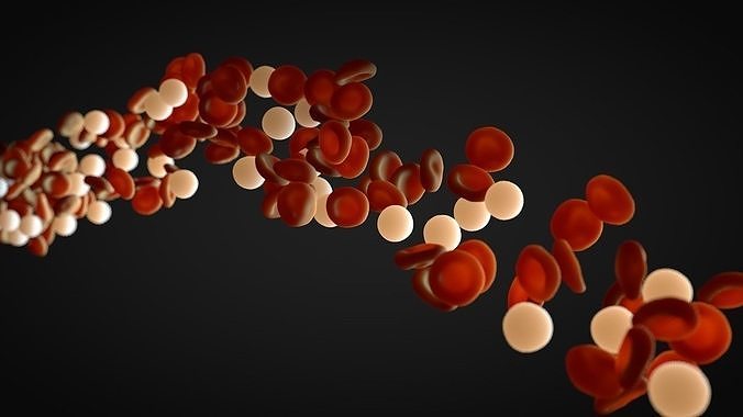 blood flow 3D model