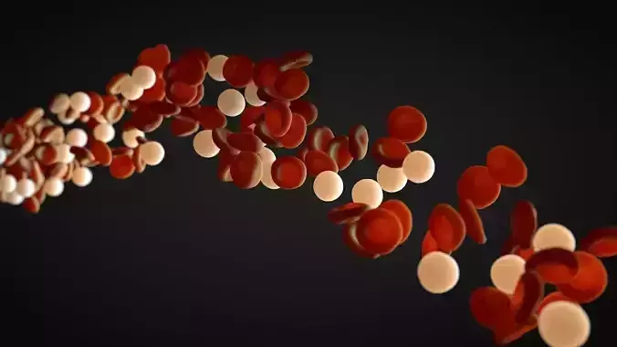 blood flow 3D model