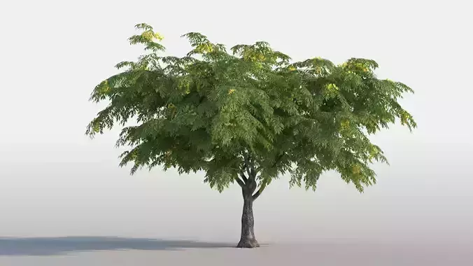Tree with flowers Cassia leptophylla 3D model