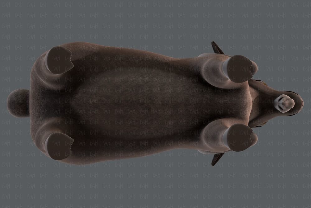 Sheep V01 Low-poly 3D model_33