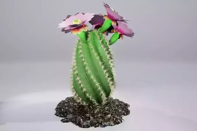 Spiral Cactus 3D model