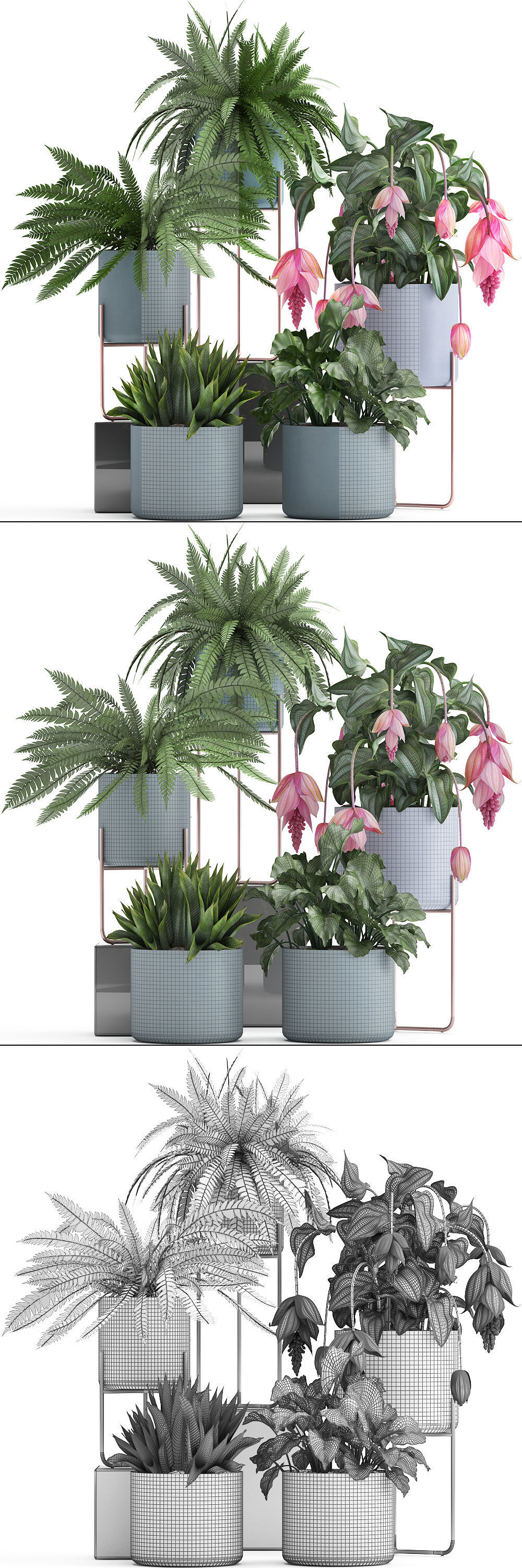 Collection of Exotic plants 3D model_15