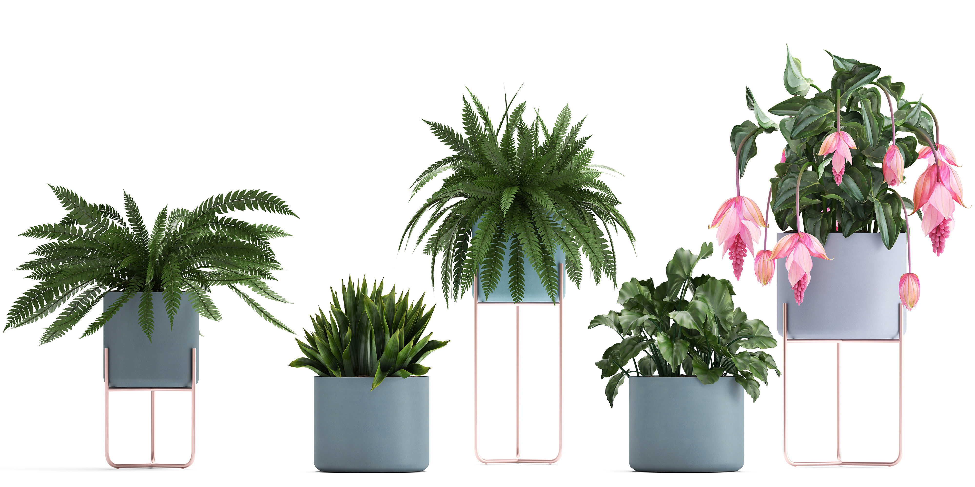 Collection of Exotic plants 3D model_7