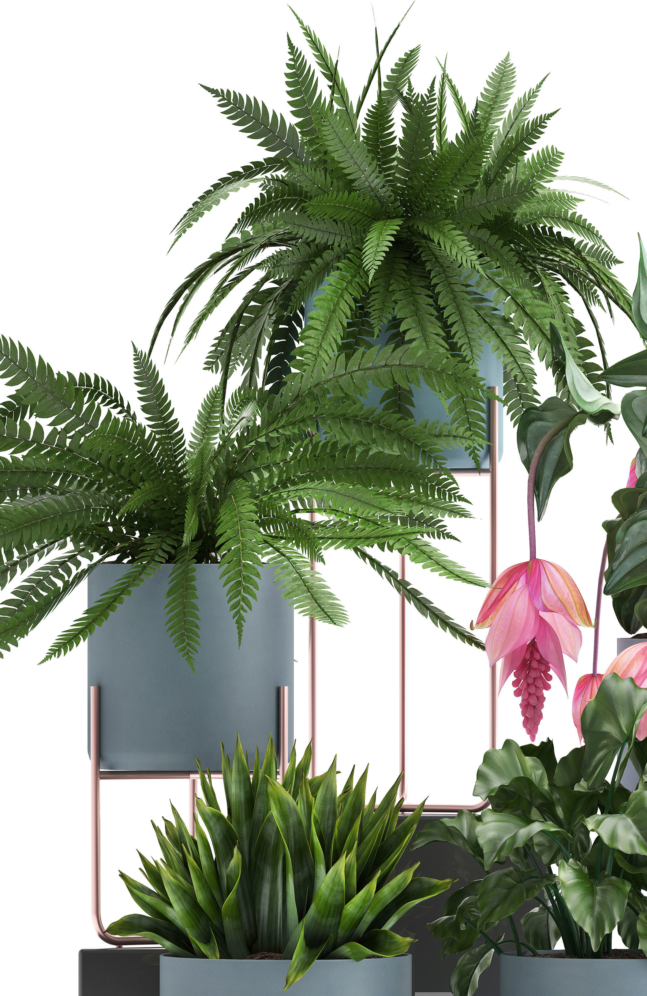 Collection of Exotic plants 3D model_10