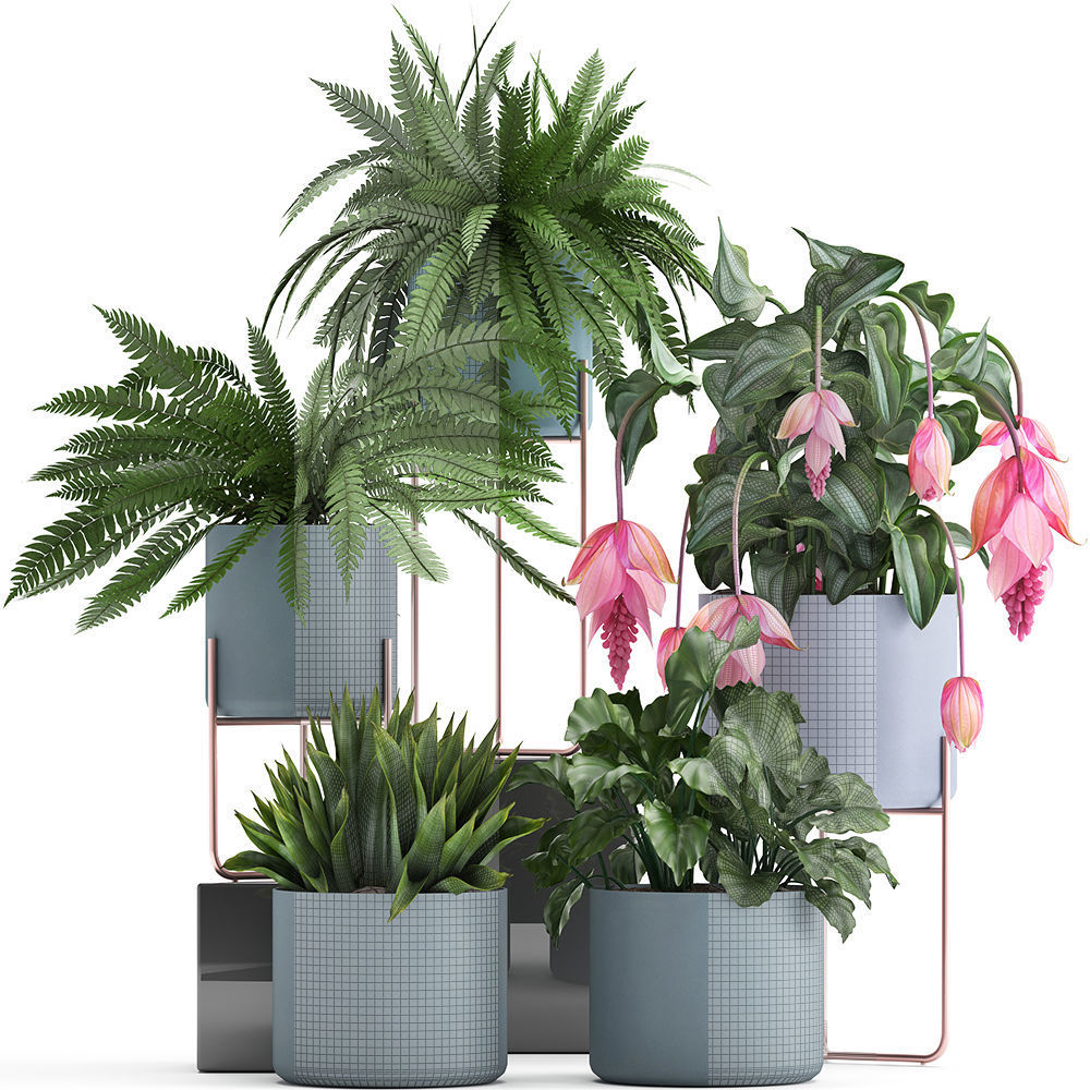 Collection of Exotic plants 3D model_6