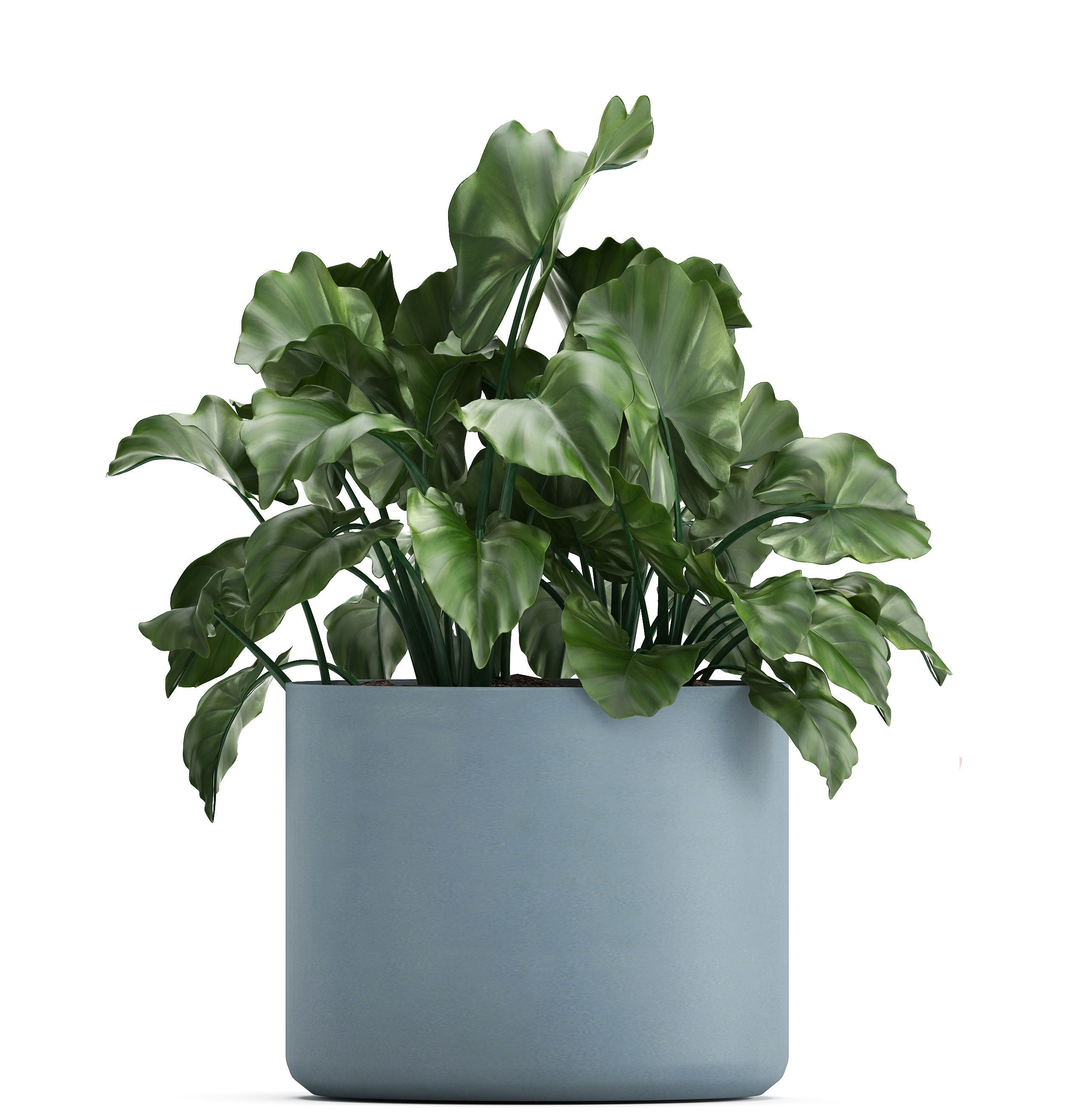 Collection of Exotic plants 3D model_8