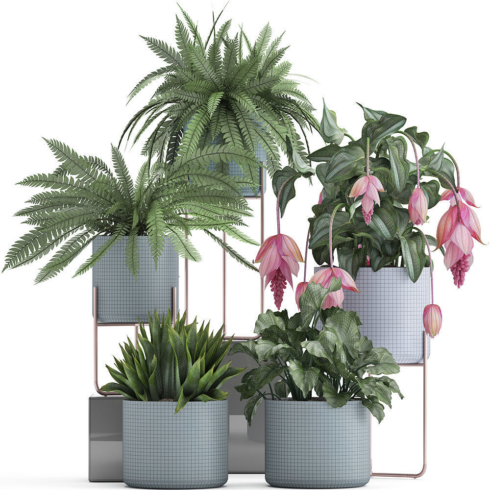 Collection of Exotic plants 3D model_4