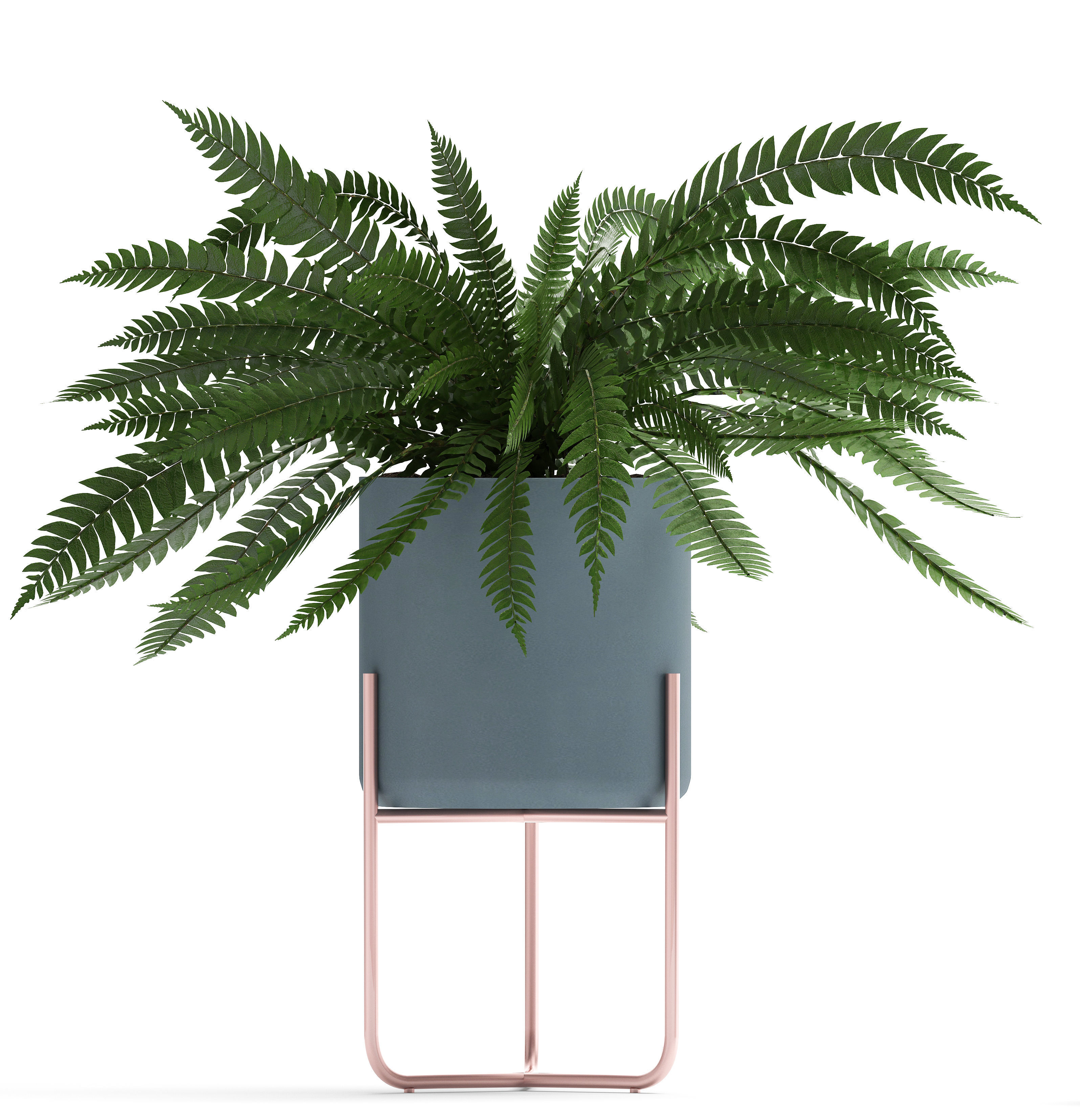 Collection of Exotic plants 3D model_13