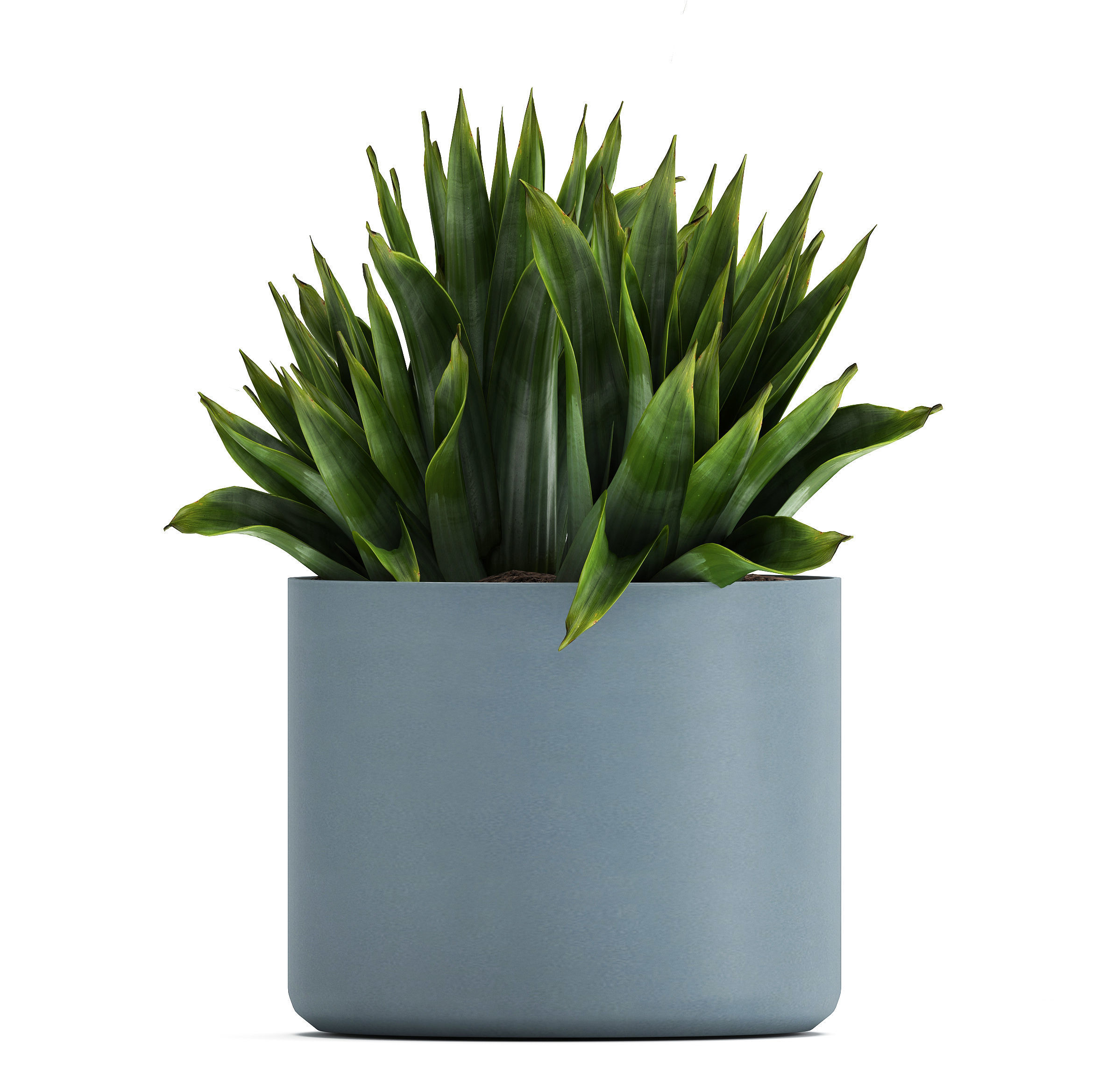 Collection of Exotic plants 3D model_12