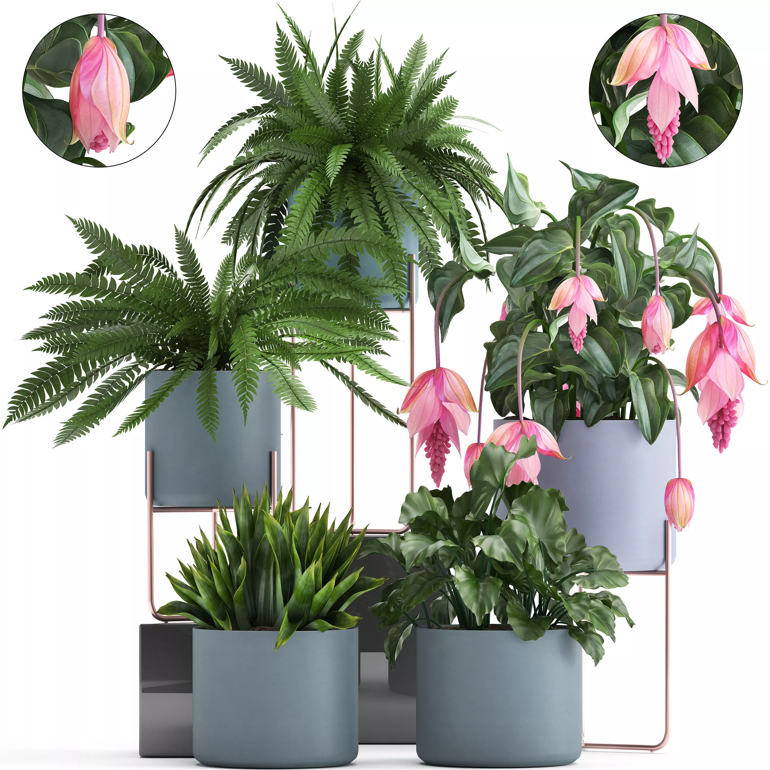 Collection of Exotic plants 3D model_0