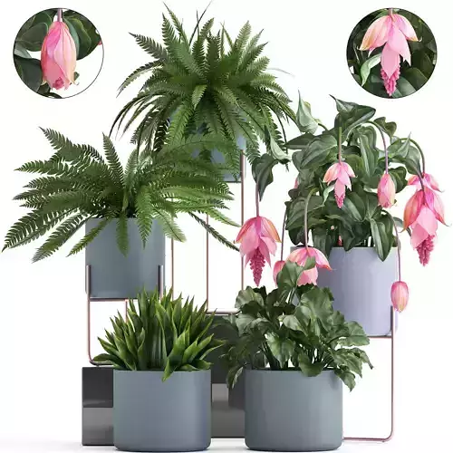 Collection of Exotic plants 3D model