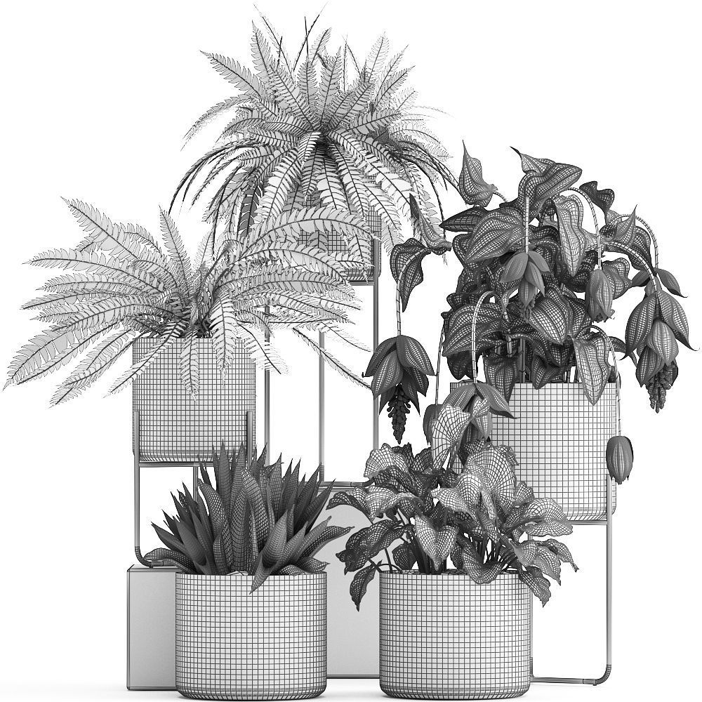 Collection of Exotic plants 3D model_16