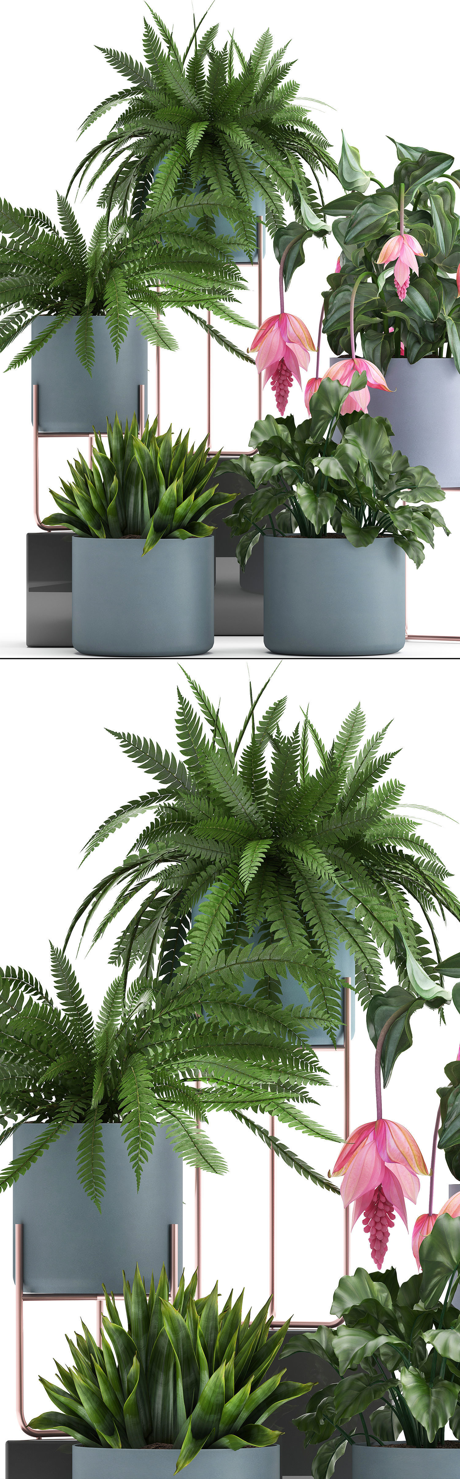 Collection of Exotic plants 3D model_17