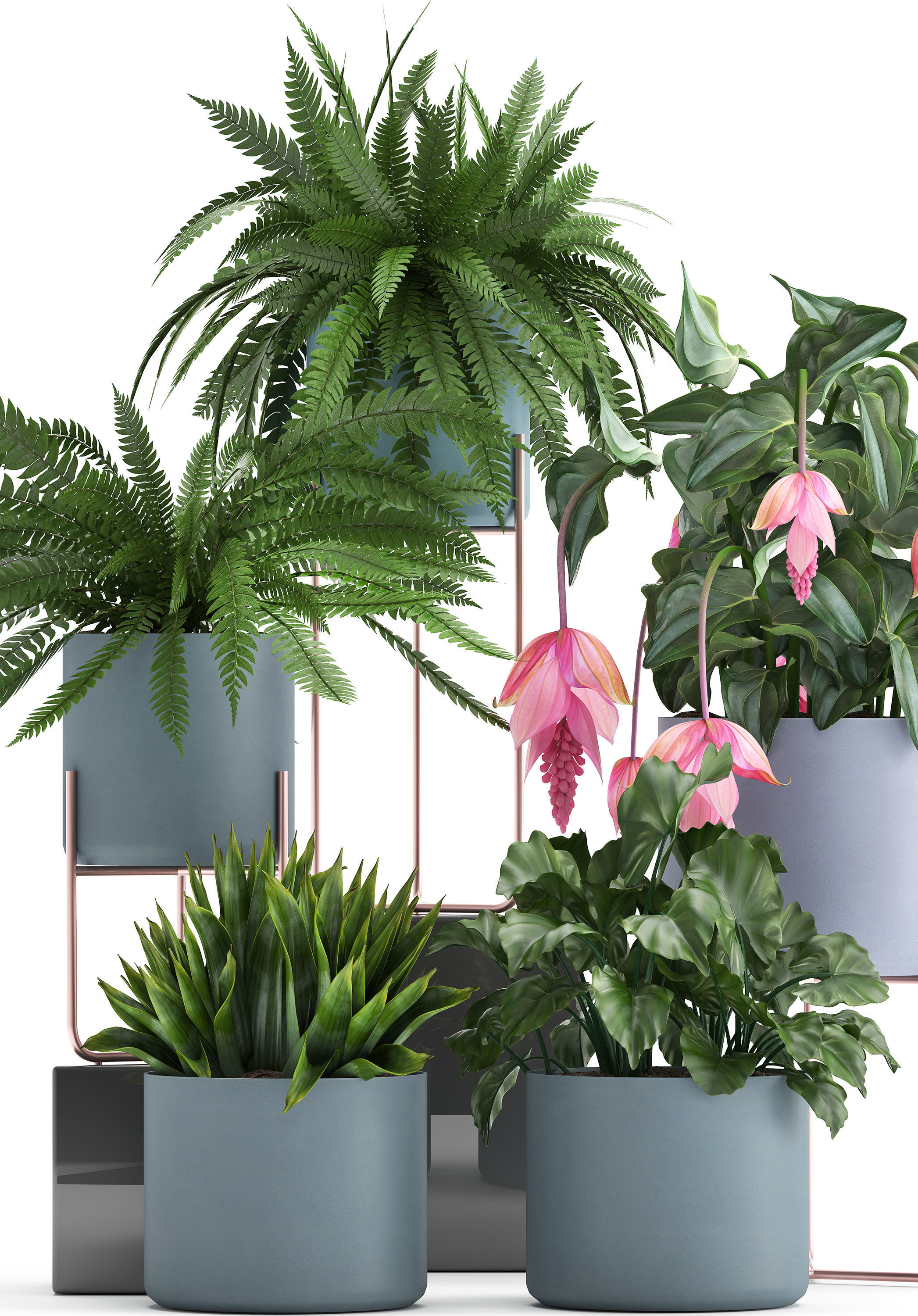Collection of Exotic plants 3D model_11