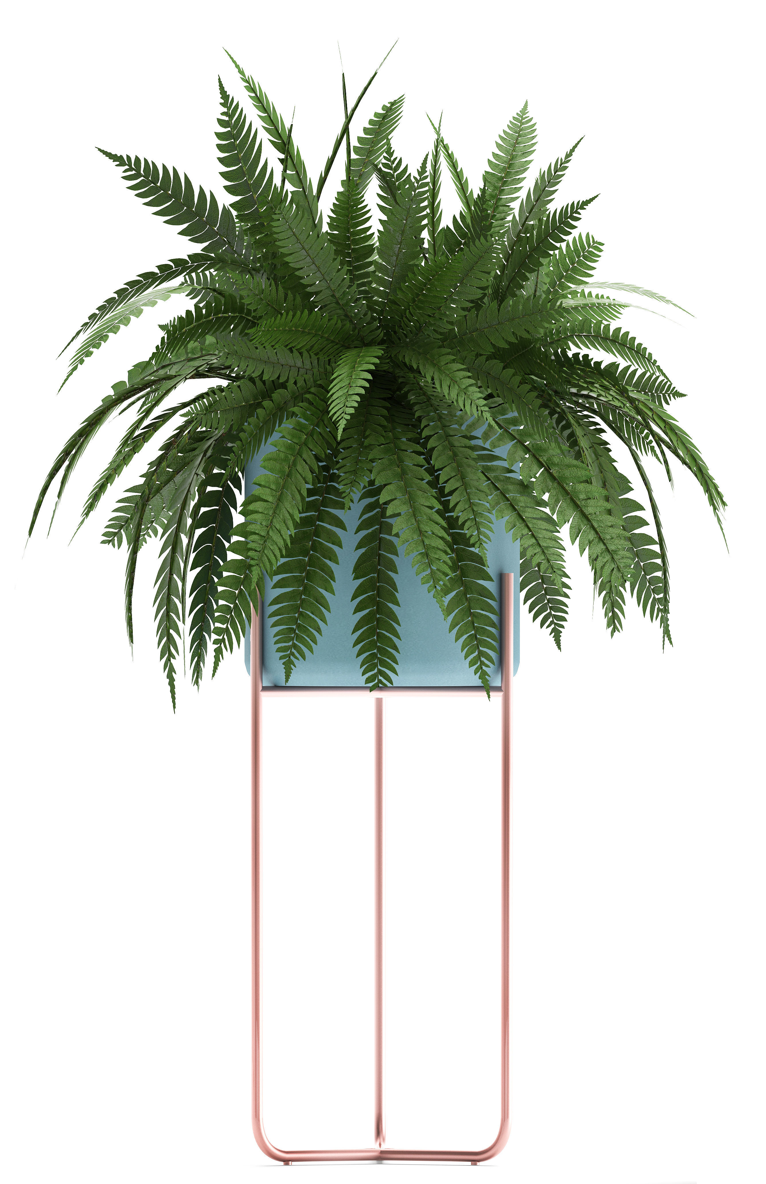 Collection of Exotic plants 3D model_9
