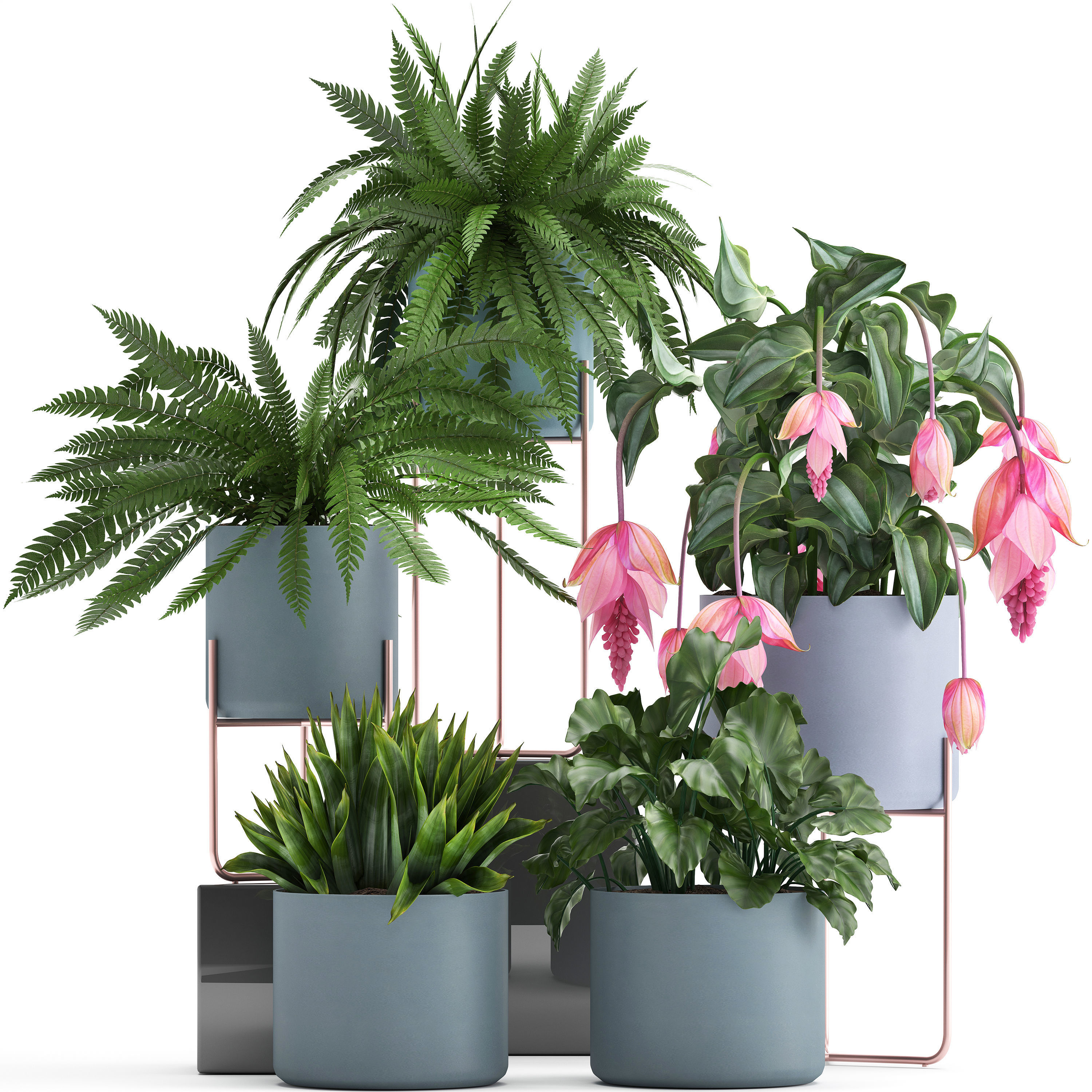 Collection of Exotic plants 3D model_1