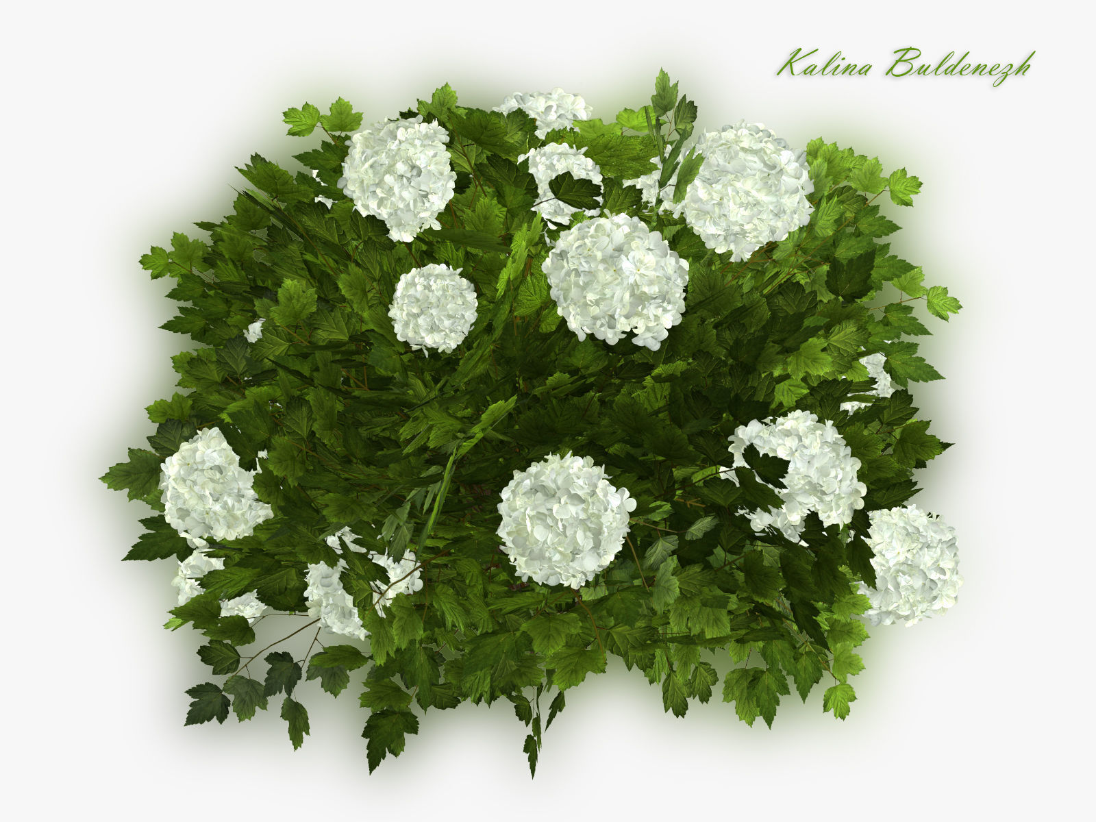 Viburnum  Kalina Buldenezh 3D model_3