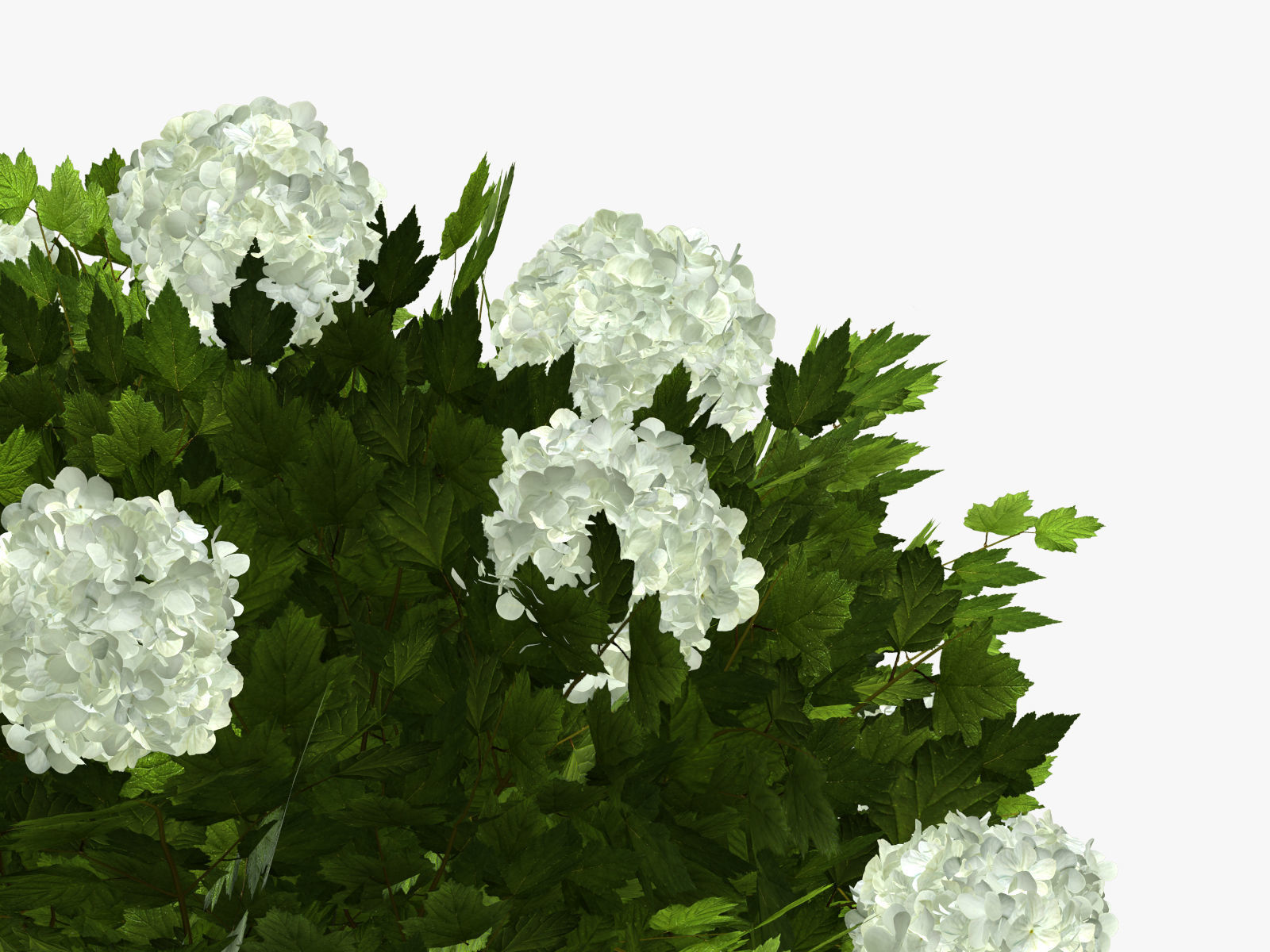 Viburnum  Kalina Buldenezh 3D model_6