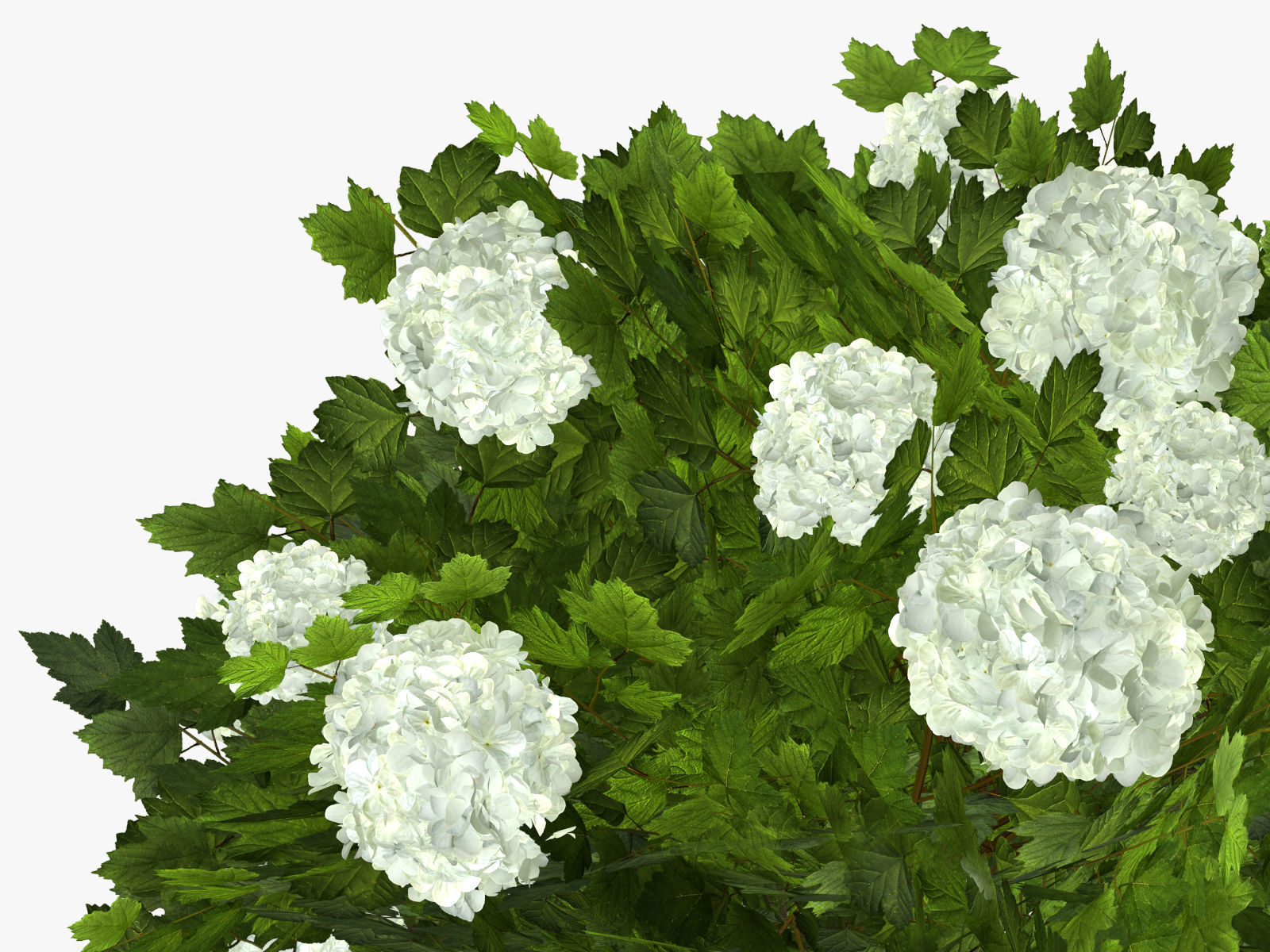 Viburnum  Kalina Buldenezh 3D model_7