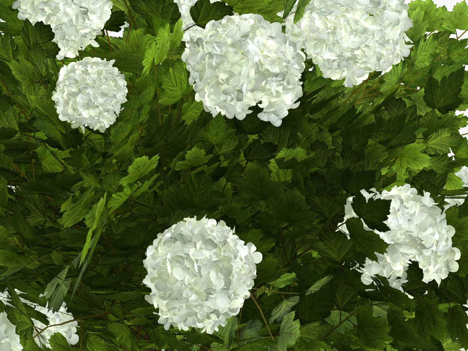 Viburnum  Kalina Buldenezh 3D model_5