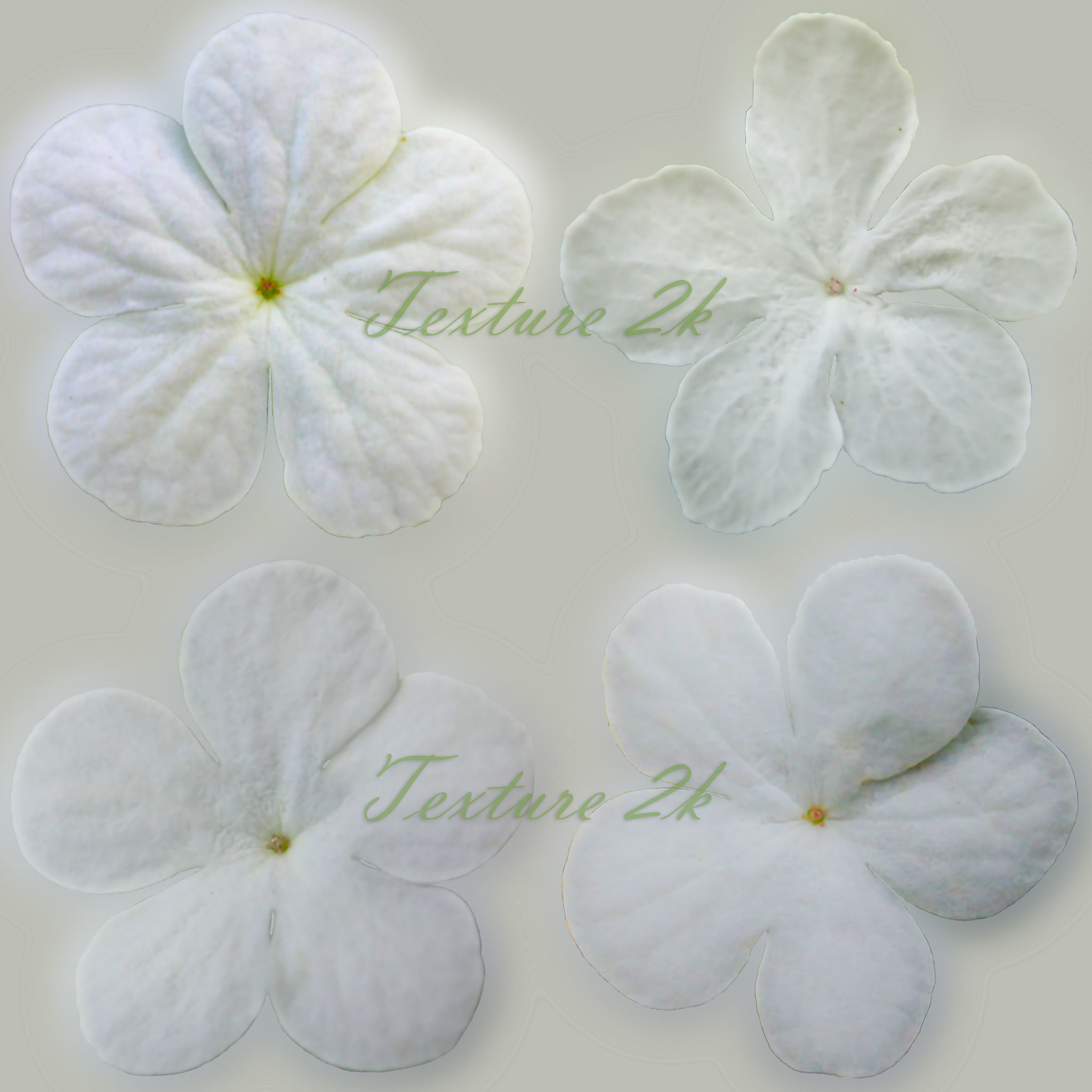 Viburnum  Kalina Buldenezh 3D model_9