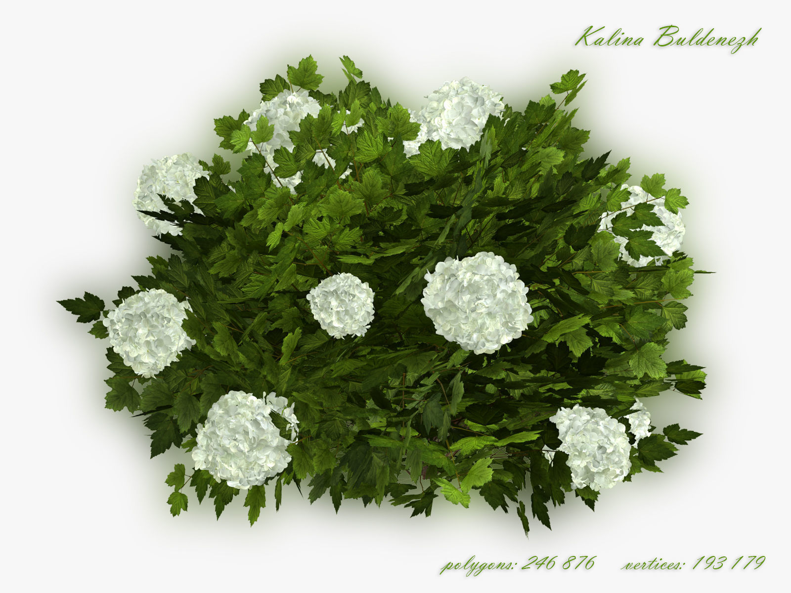 Viburnum  Kalina Buldenezh 3D model_1