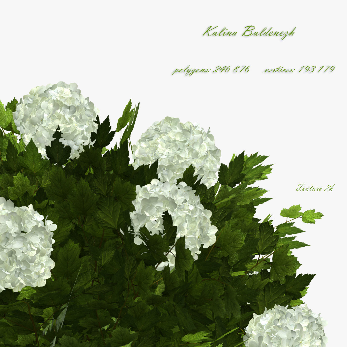 Viburnum  Kalina Buldenezh 3D model_0