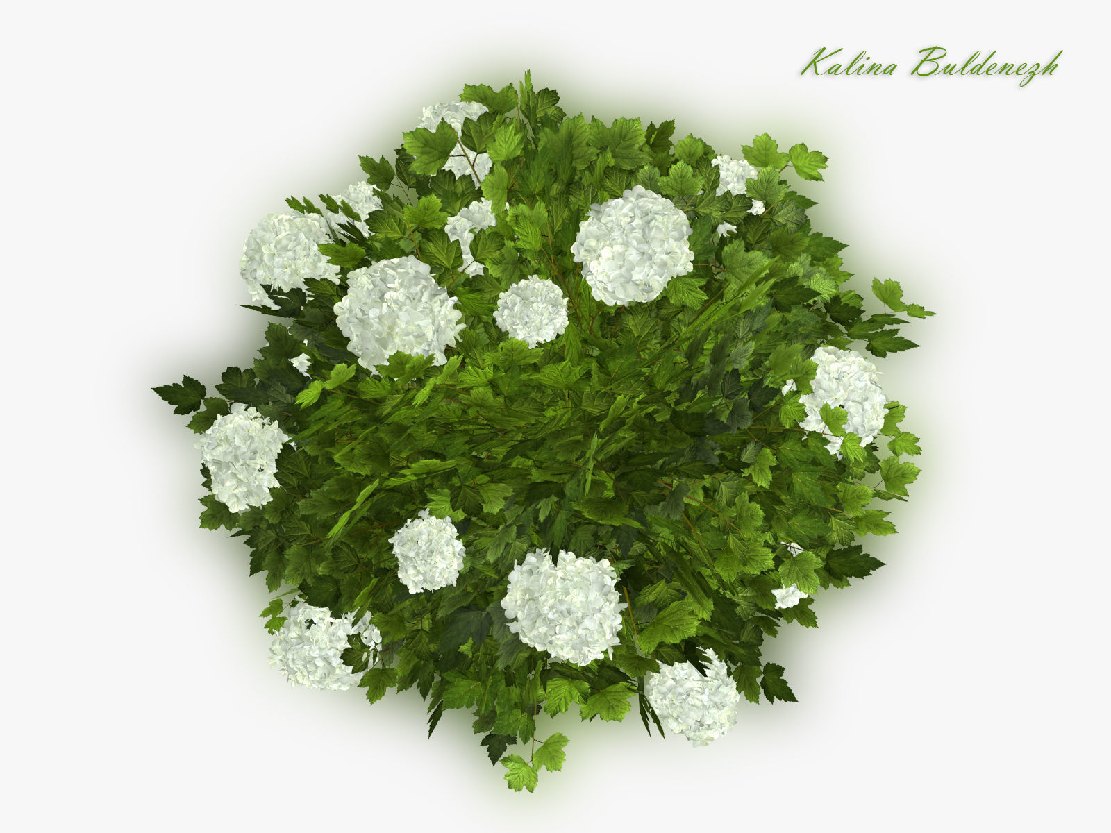 Viburnum  Kalina Buldenezh 3D model_2