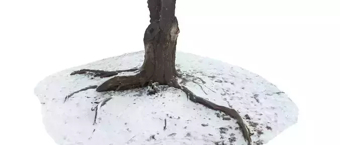 Winter trunk 3D scan