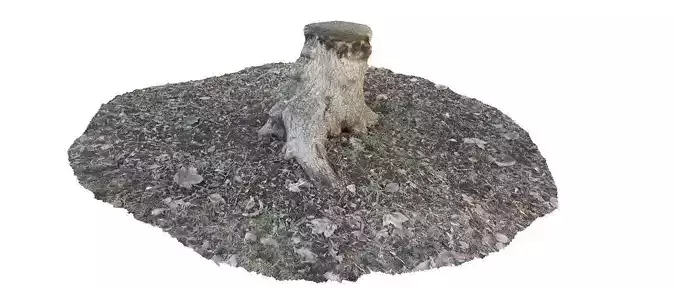 Winter stump 3D scan