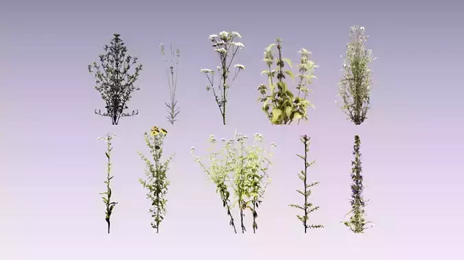 Wild flower set lowpoly Low-poly 3D model