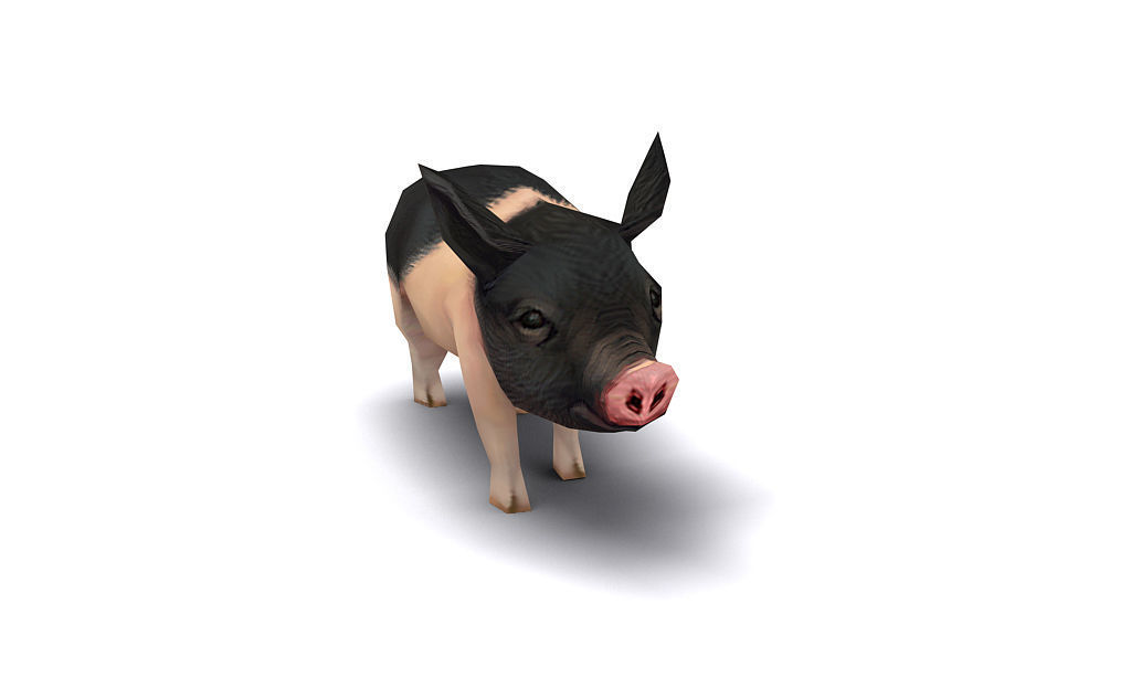 pig pet pig swine hog hoggery Low-poly 3D model_4