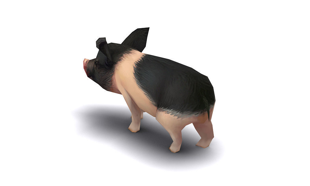 pig pet pig swine hog hoggery Low-poly 3D model_6