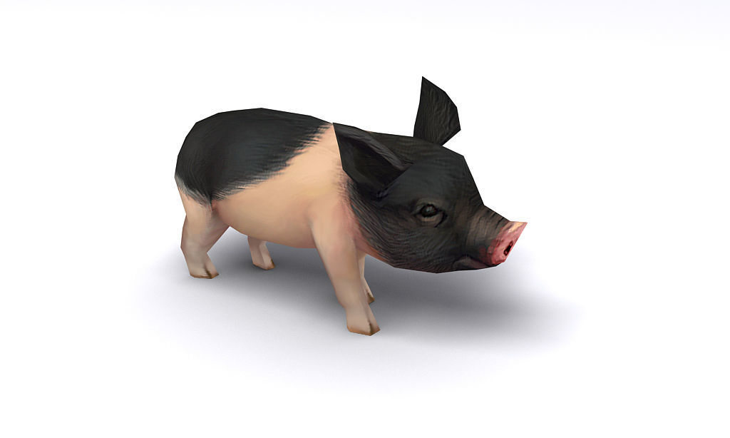 pig pet pig swine hog hoggery Low-poly 3D model_3