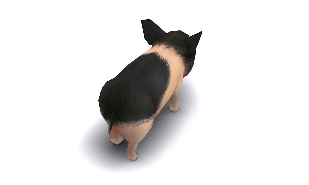 pig pet pig swine hog hoggery Low-poly 3D model_5