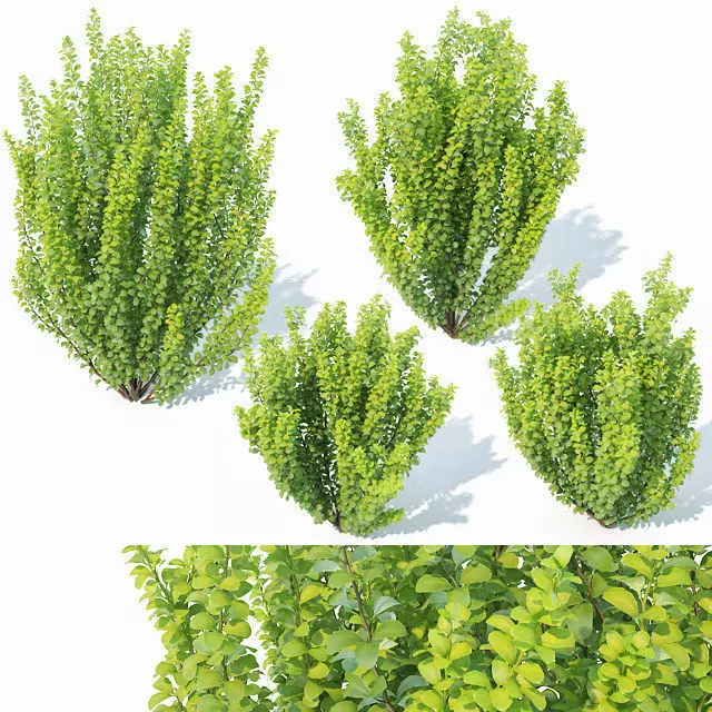 Berberis Thunbergii Nr1 Erecta 3D model