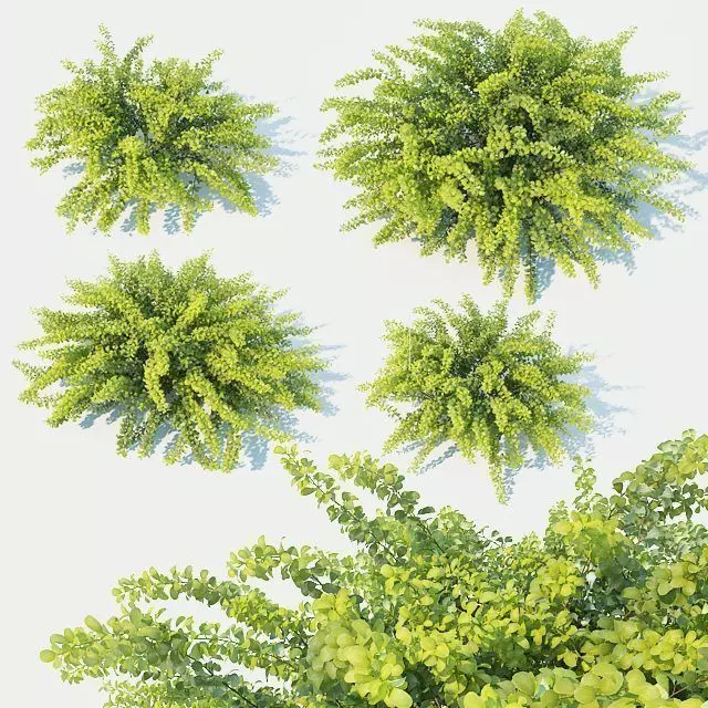 Berberis Thunbergii Nr3 Green Carpet 3D model