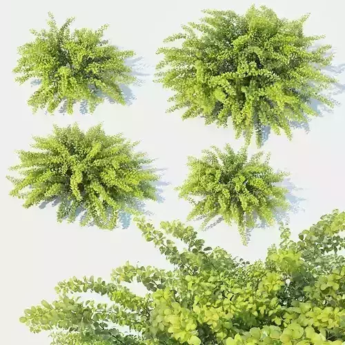 Berberis Thunbergii Nr3 Green Carpet 