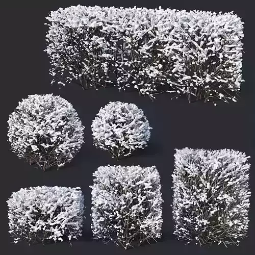 Cotoneaster lucidus Nr7 winter hedge set