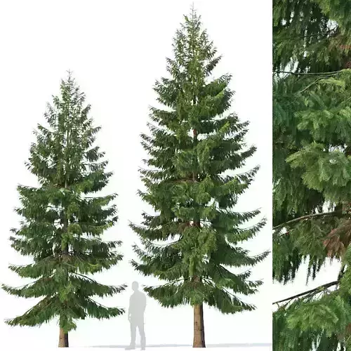 Spruce Nr 5 Two sizes H8-10m Modular branches 3D model