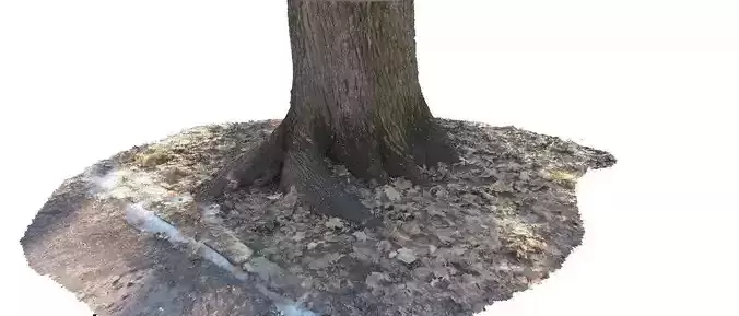 Winter tree trunk 3D scan