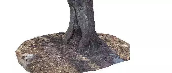 Winter tree trunk 3D scan