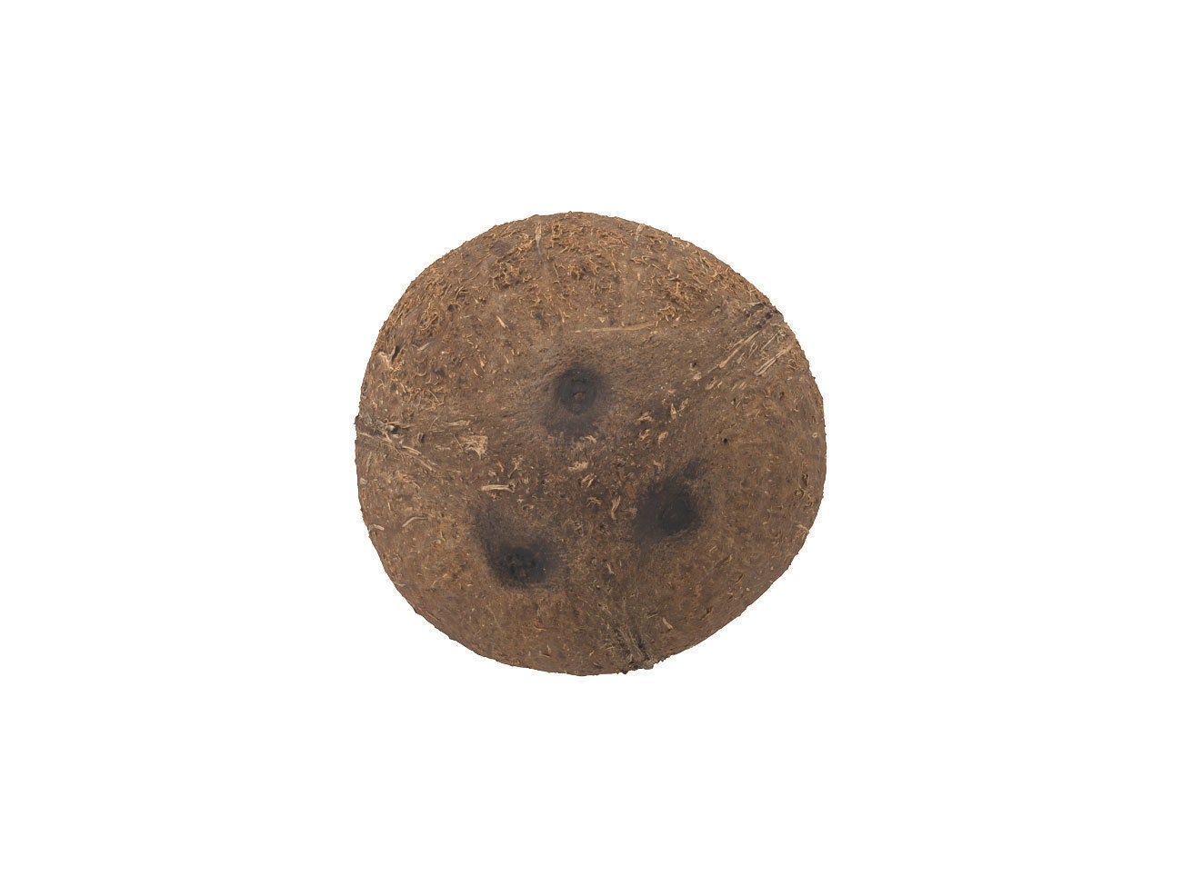 Photorealistic Coconut 3D Scan 3D model_4